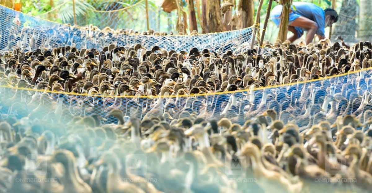 Representational Image. Photo: Manorama