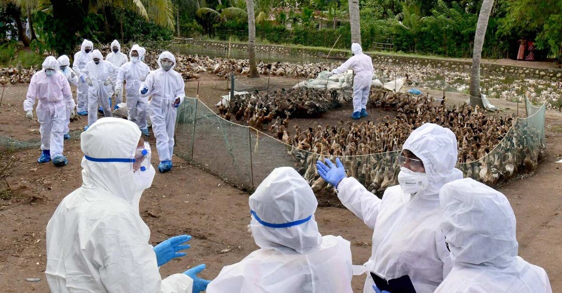 The total number of birds culled during this year in the district is set to reach 60, 232. Photo: PTI