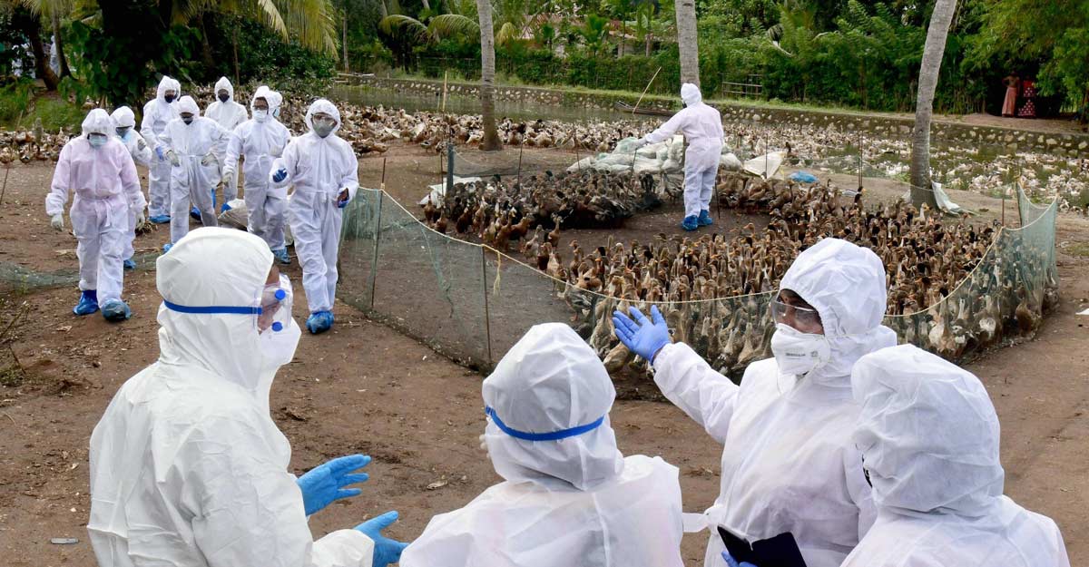 The total number of birds culled during this year in the district is set to reach 60, 232. Photo: PTI