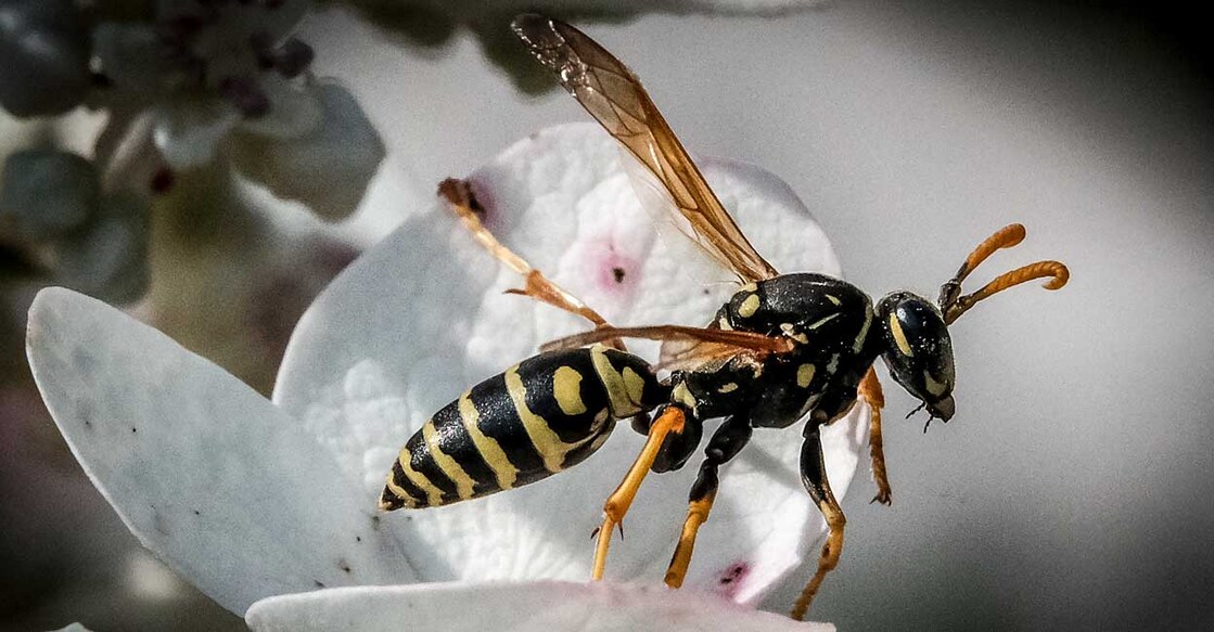 A wasp sits on a flower in a garden outside Moscow on August 1, 2021. Photo: Yuri Kadobnov/AFP