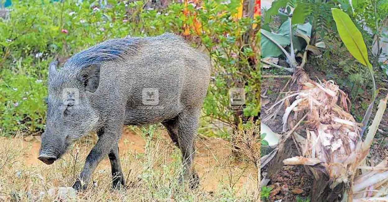 Forest officials and member of public with gun license can kills wild boars in Kerala. 