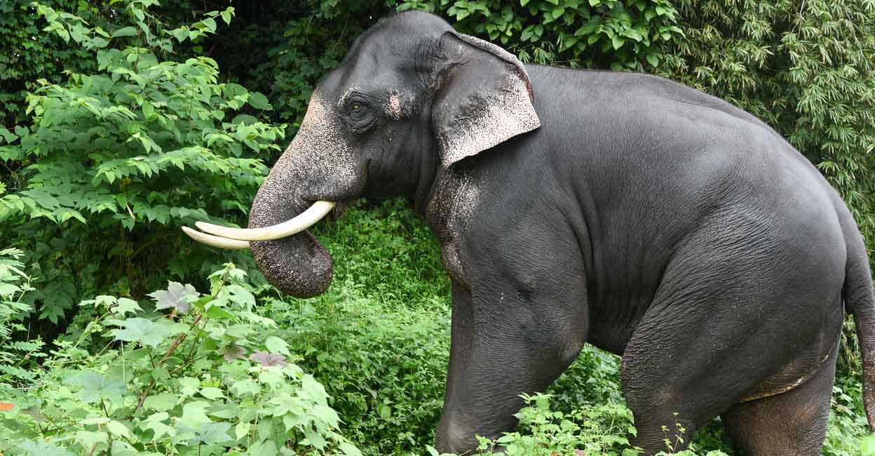elephant elephant