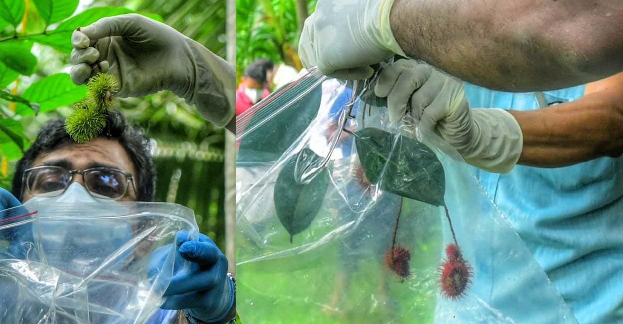 Nipah-Sample-and-Rambutan Nipah-Sample-and-Rambutan