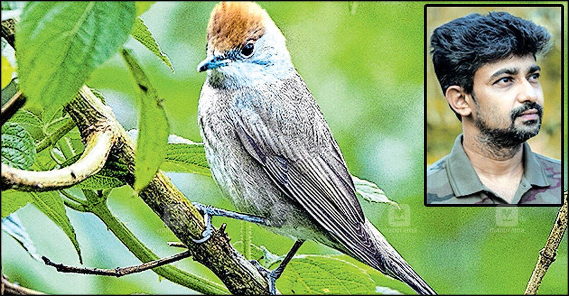 Birdwatchers delighted as Eurasian Blackcap spotted in Munnar — first sighting in India
