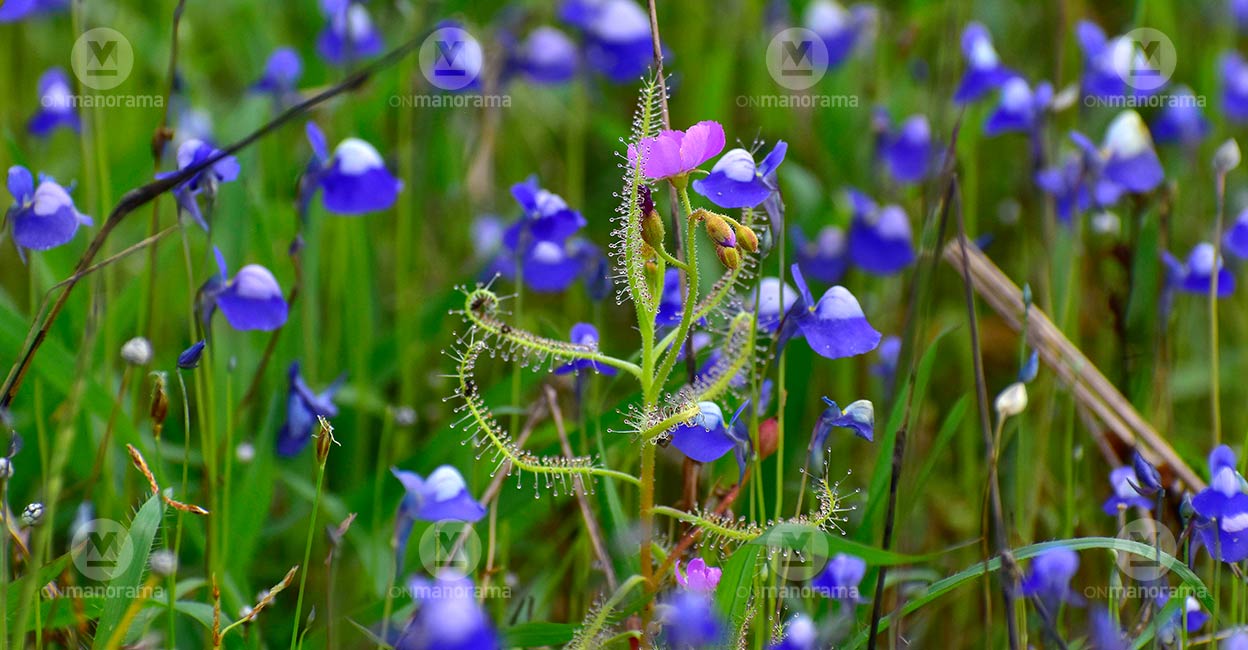 A rare plant species in Madayippara. A rare plant species in Madayippara. Photo: C K Vineethan