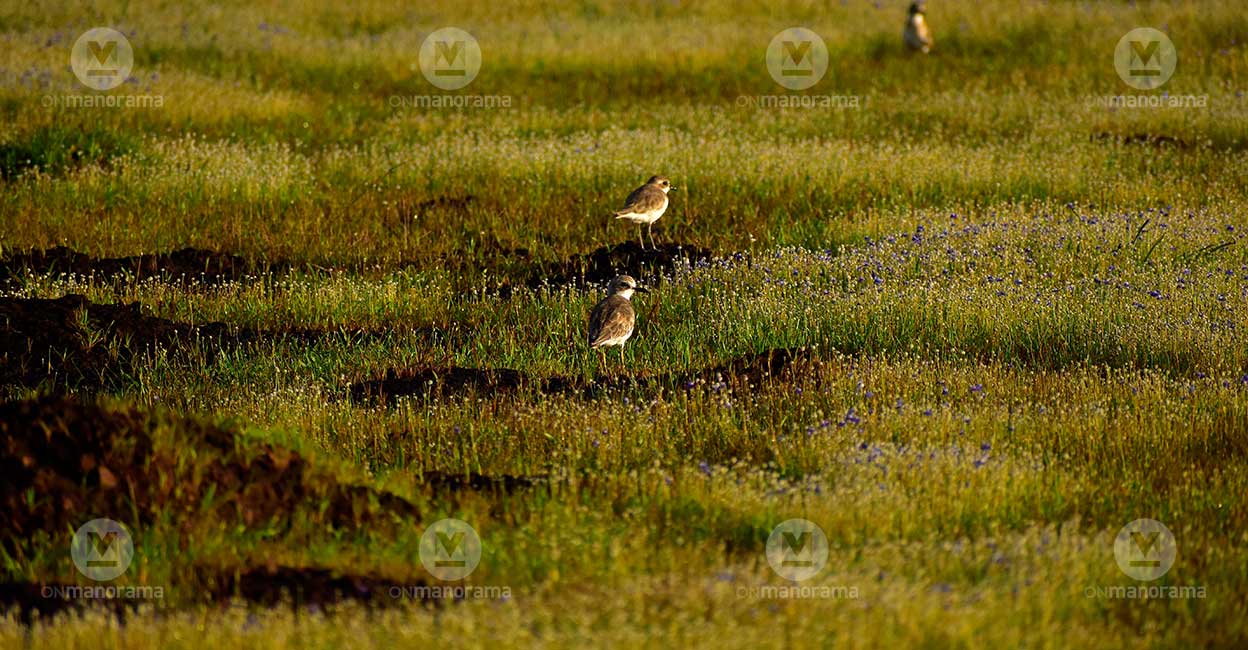 Madayippara in Kannur district is home to 220 bird species. Madayippara in Kannur district is home to 220 bird species. Photo: C K Vineethan