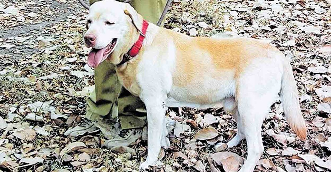Police dog Kichu, adept at sniffing out stolen sandalwood, dead
