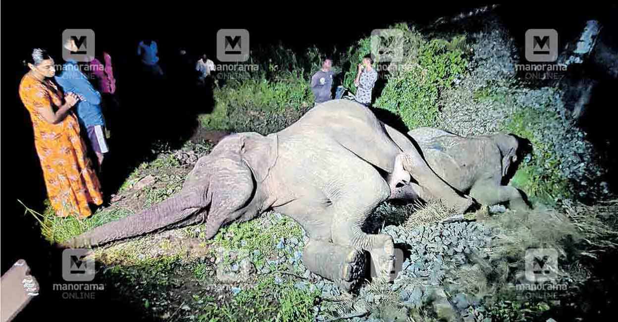 elephant-death elephant-death