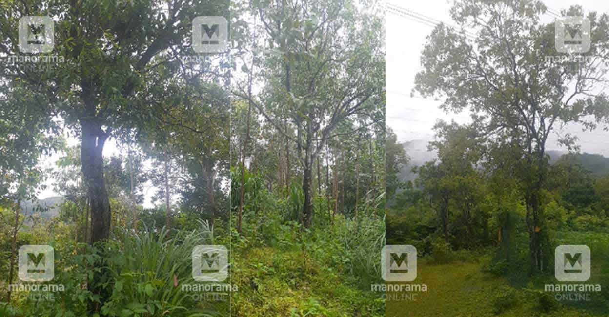 kadamanpara-sandal-forest
