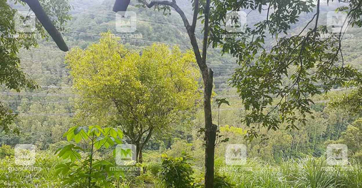 kadamanpara-sandal-forest1