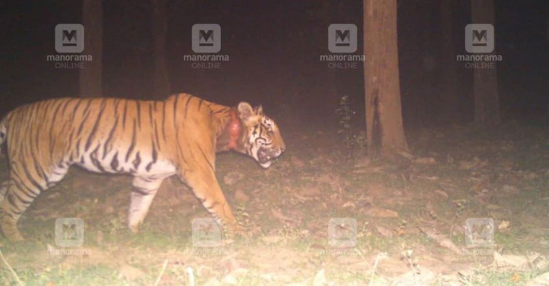 A photo of the wounded tiger released by the Forest department. 