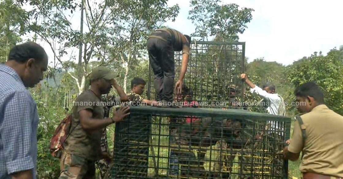 Forest officials prepare trap to ensnare tiger