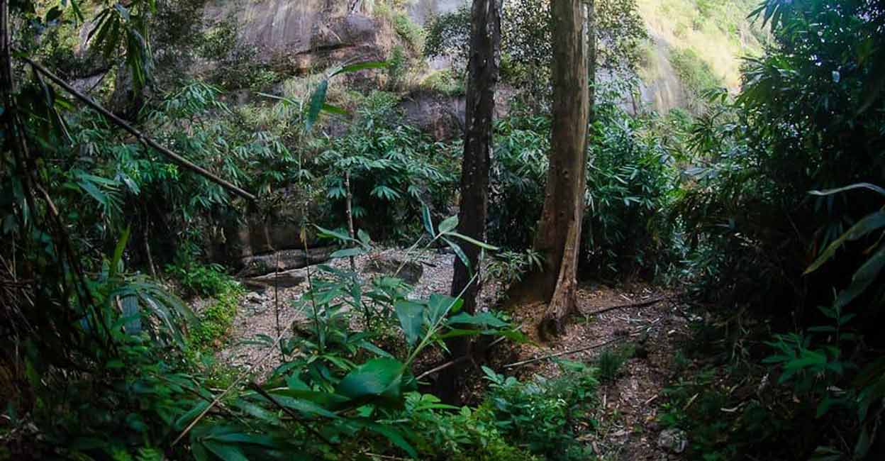 palode-forest-mining-1 palode-forest-mining-1