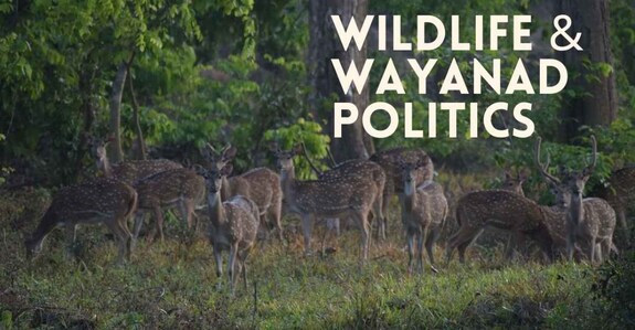wildlife-and-wayanad-politics wildlife-and-wayanad-politics