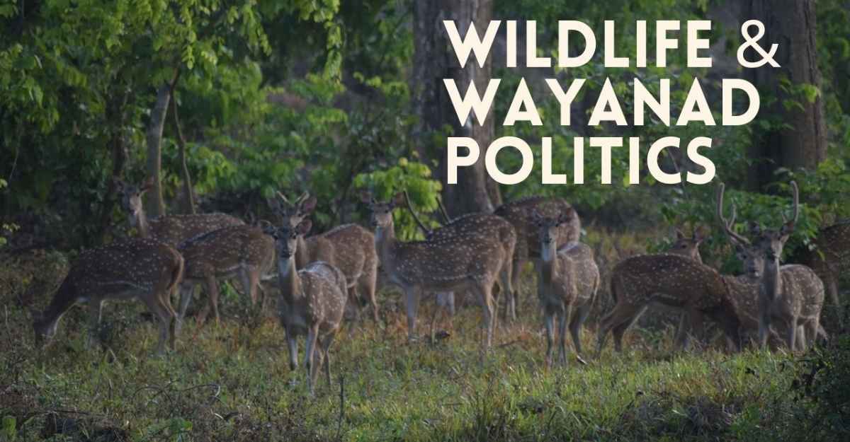 wildlife-and-wayanad-politics