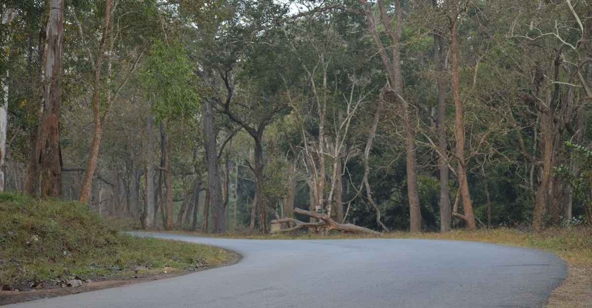 A view from the Wayanad Wildlife Sanctuary. A view from the Wayanad Wildlife Sanctuary.