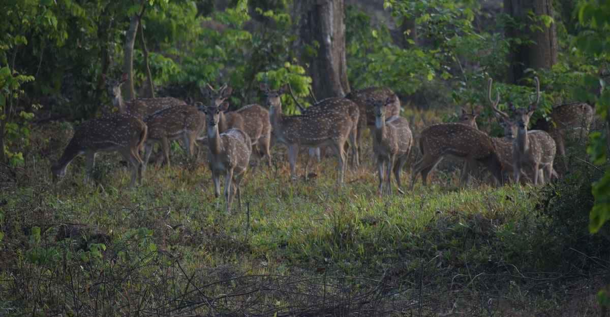 A deer herd inside Wayanad Wildlife Sanctuary. A deer herd inside Wayanad Wildlife Sanctuary.