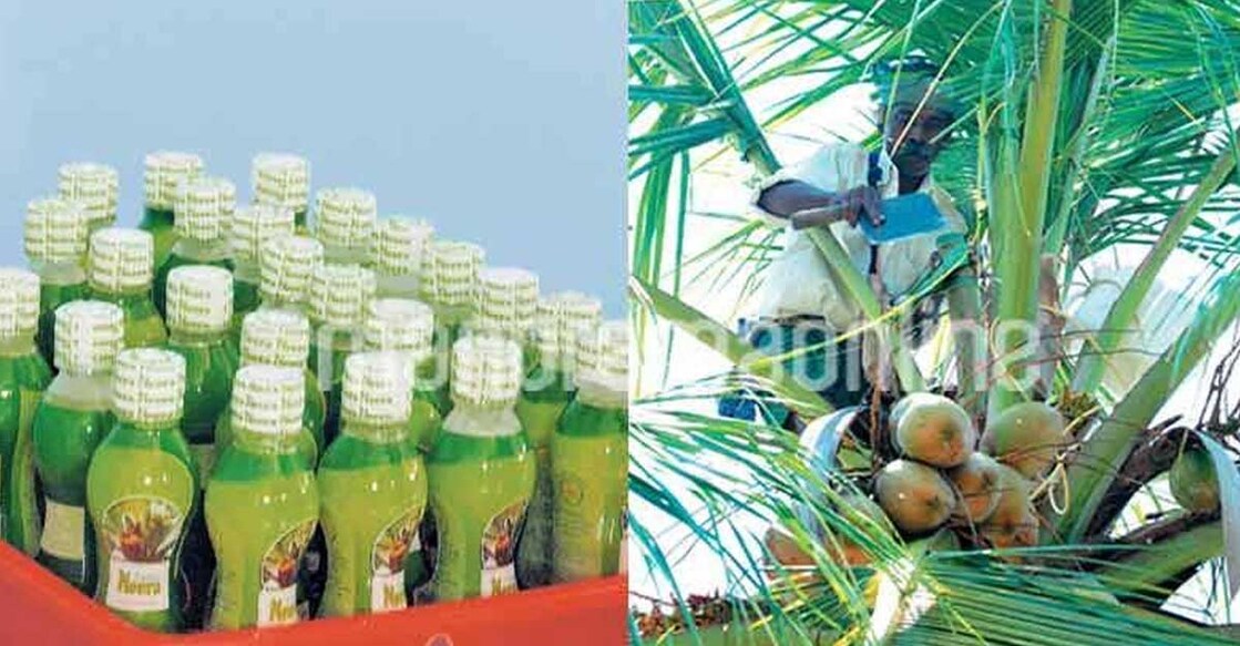 How Neera turned bitter for coconut farmers in Kerala | Part I