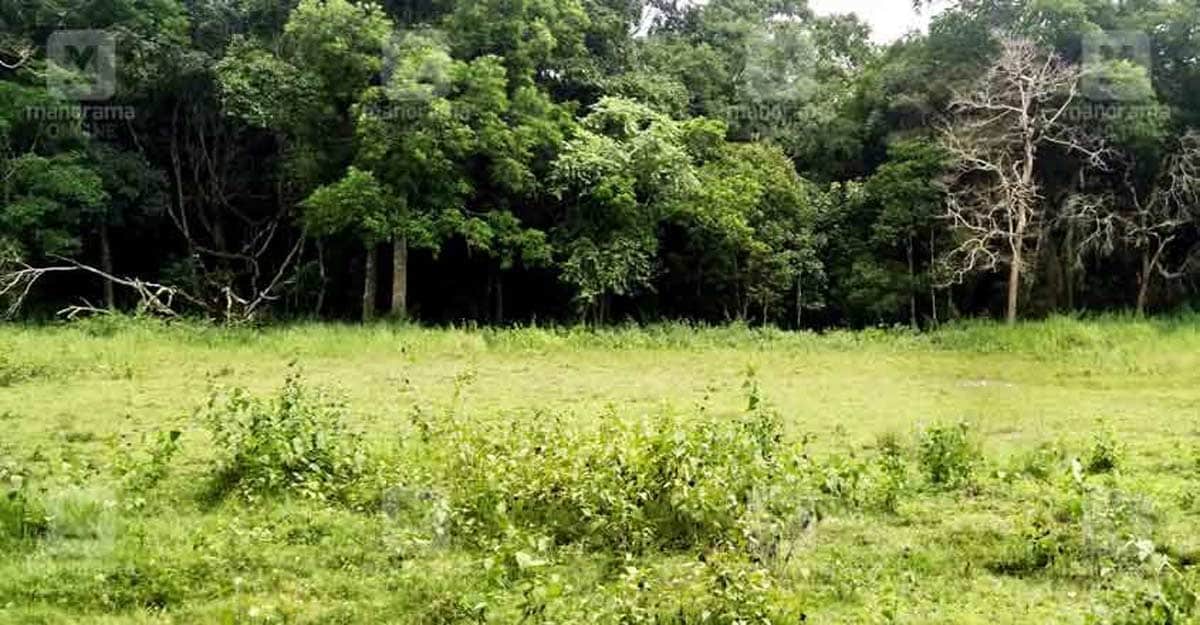 wayanad-forest-1 wayanad-forest-1
