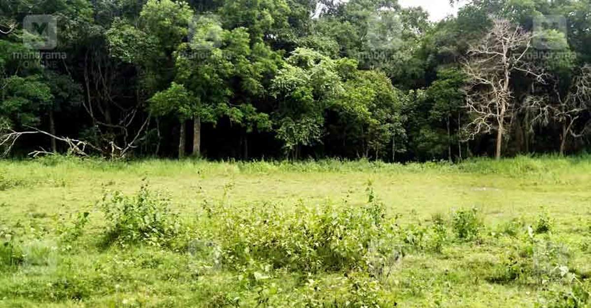 wayanad-forest-1