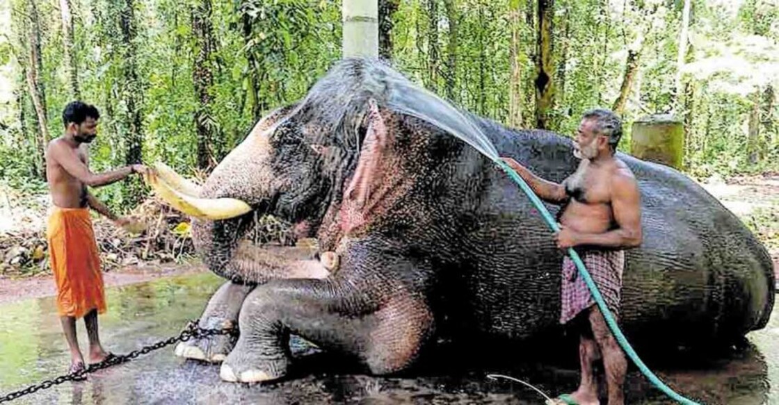 peelandy-chandy-elephant