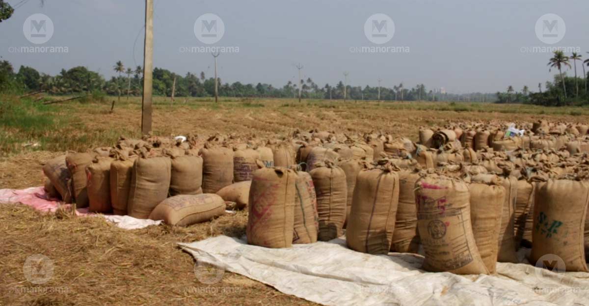 Delay in procurement, yield loss: Kottayam paddy farmers on the verge of suicide Delay in procurement, yield loss: Kottayam paddy farmers on the verge of suicide