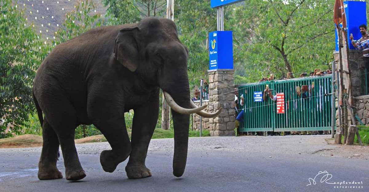 Viral 'Padayappa' to sober Sugunan, jumbos raid shops, farms in Munnar