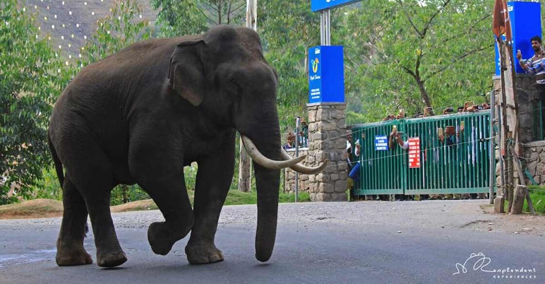 Viral 'Padayappa' to sober Sugunan, jumbos raid shops, farms in Munnar