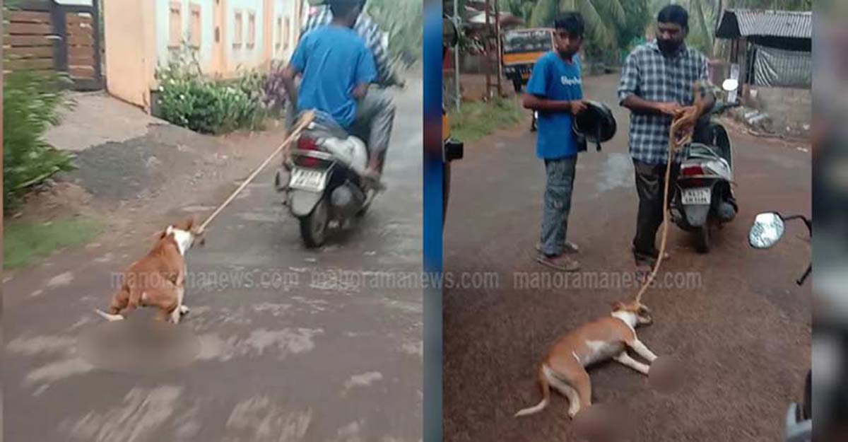 dog-scooter