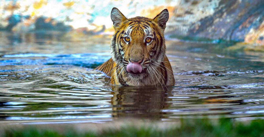 Madhya Pradesh to reopen national parks, tiger reserves from June 1