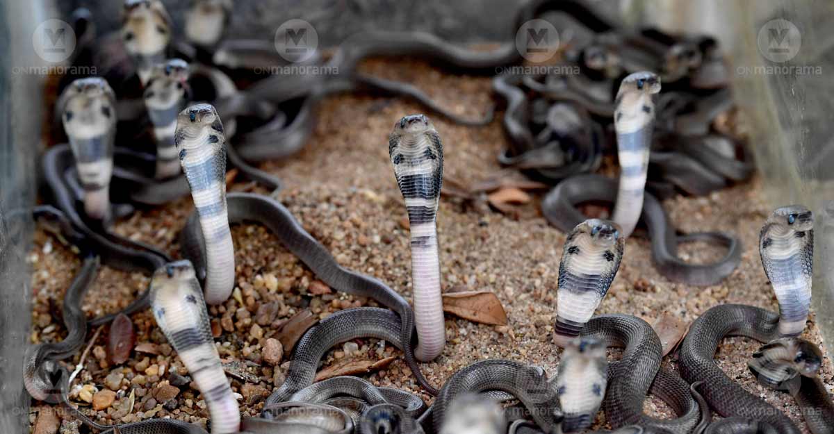 35 cobra eggs hatch at forest office in Kottayam Cobra hatchlings at the office of the Parampuzha division of the forest department. Photo: Vignesh Krishnamoorthy