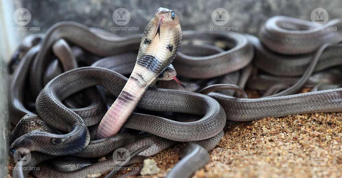 parampuzha-snake-2 parampuzha-snake-2