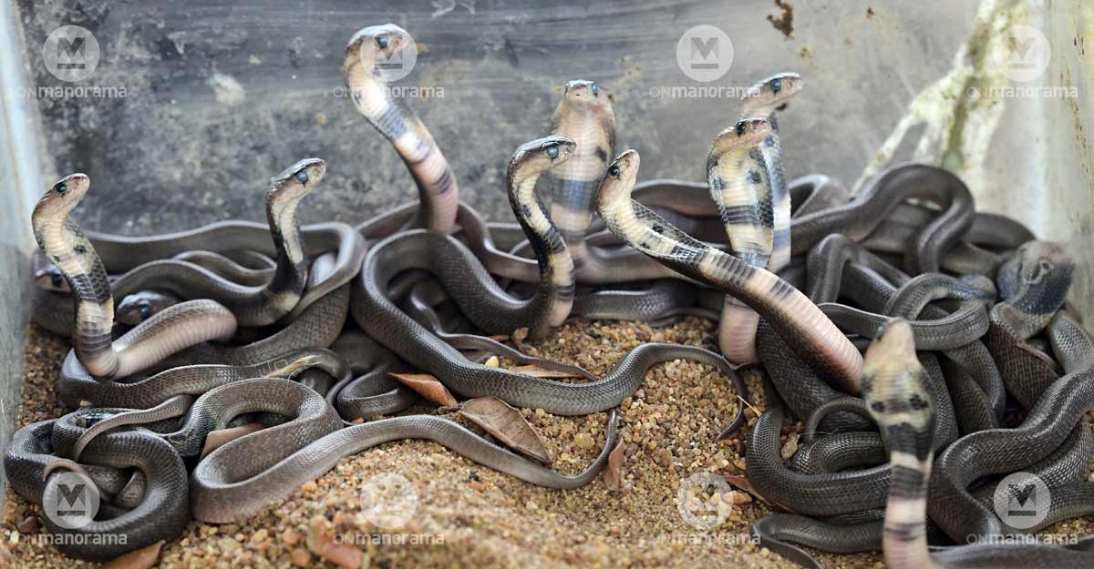 parampuzha-snake-3 parampuzha-snake-3