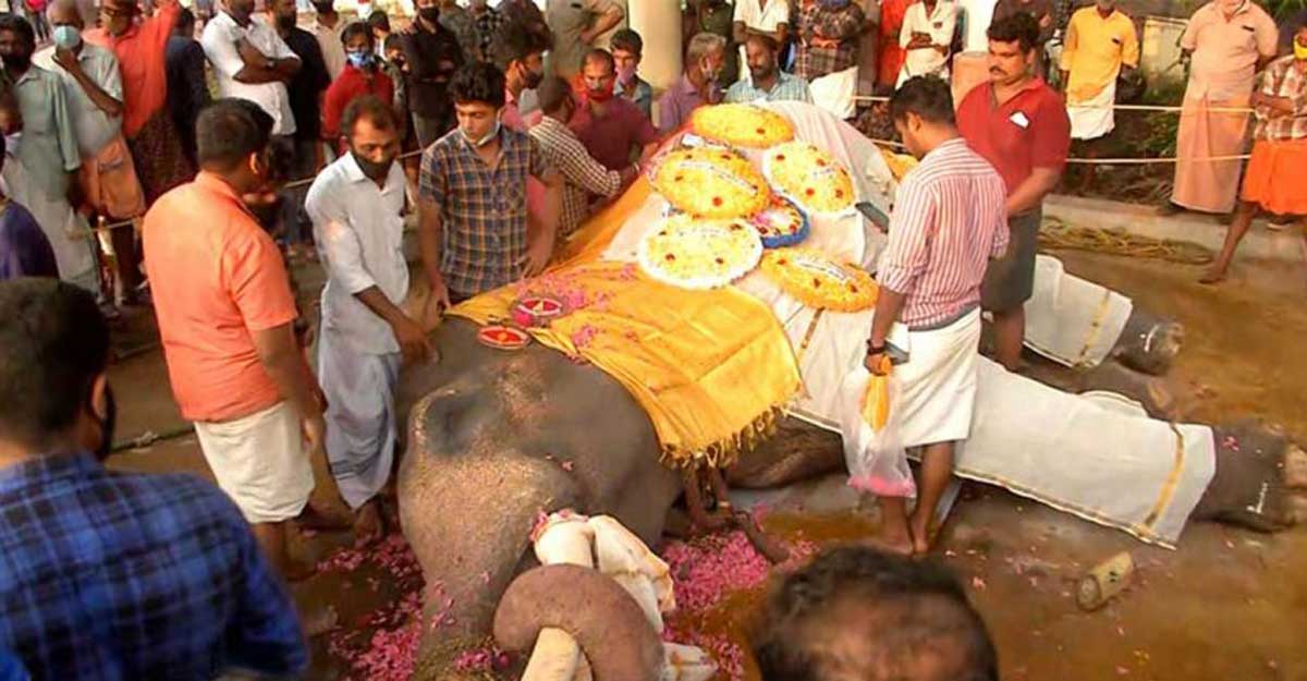 Elephant lovers protest over Ambalappuzha Vijayakrishnan's death, alleges negligence Elephant lovers protest over Ambalappuzha Vijayakrishnan's death, alleges negligence