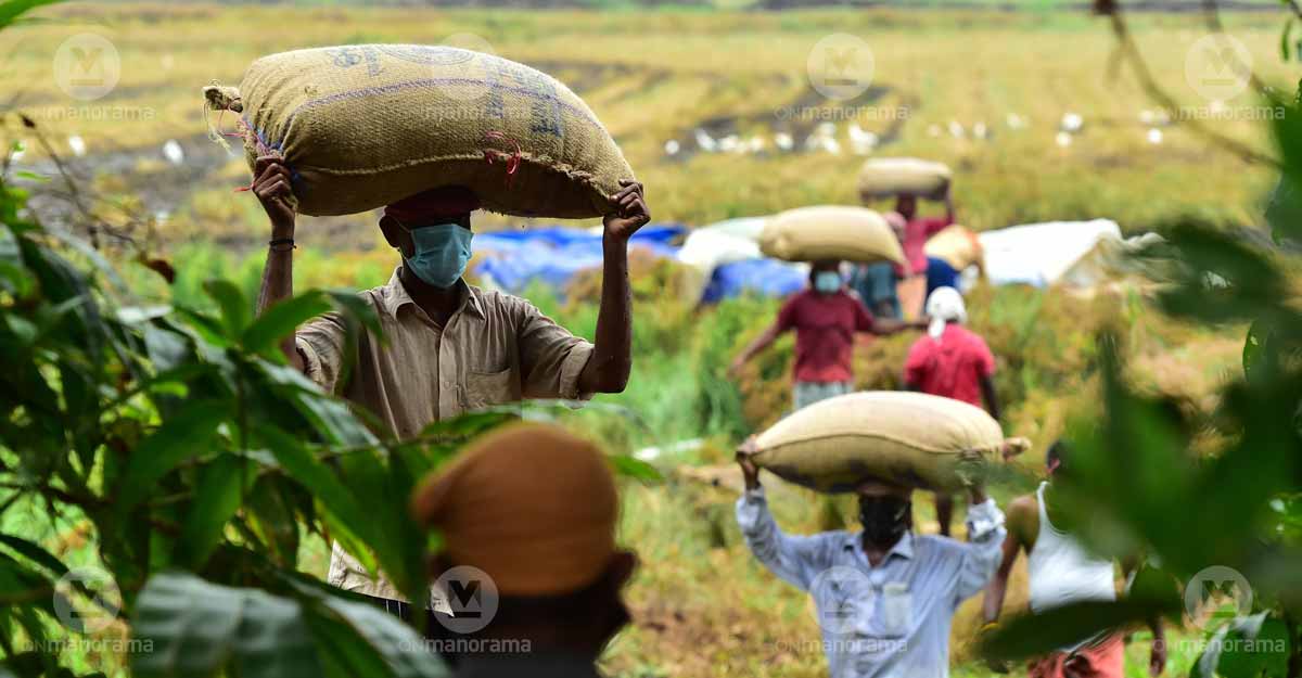 Kottayam Workers moving the harvest from a paddy field in Kottayam. PhotoL Rijo Joseph