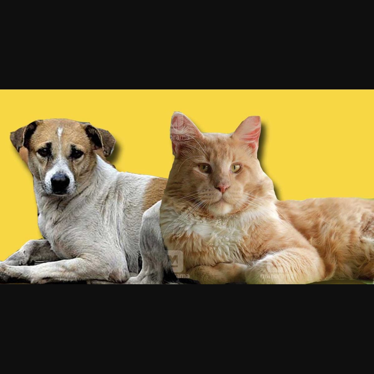 Can You Get Rabies From A Dog Nail Scratch