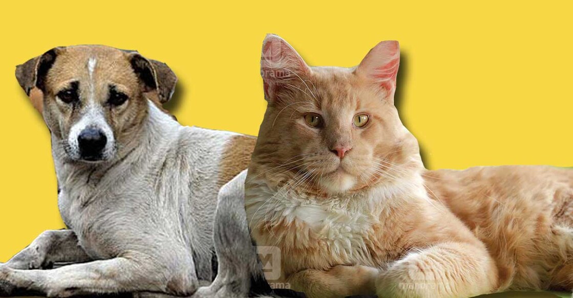 cat-vs-dogs