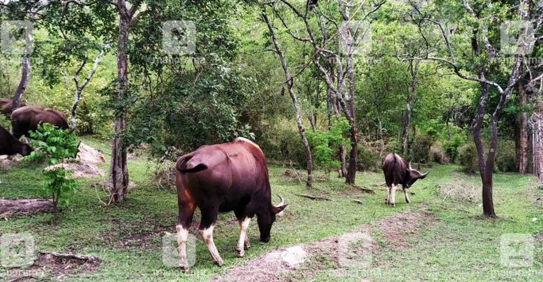 wild-gaur-in-sandal-forest