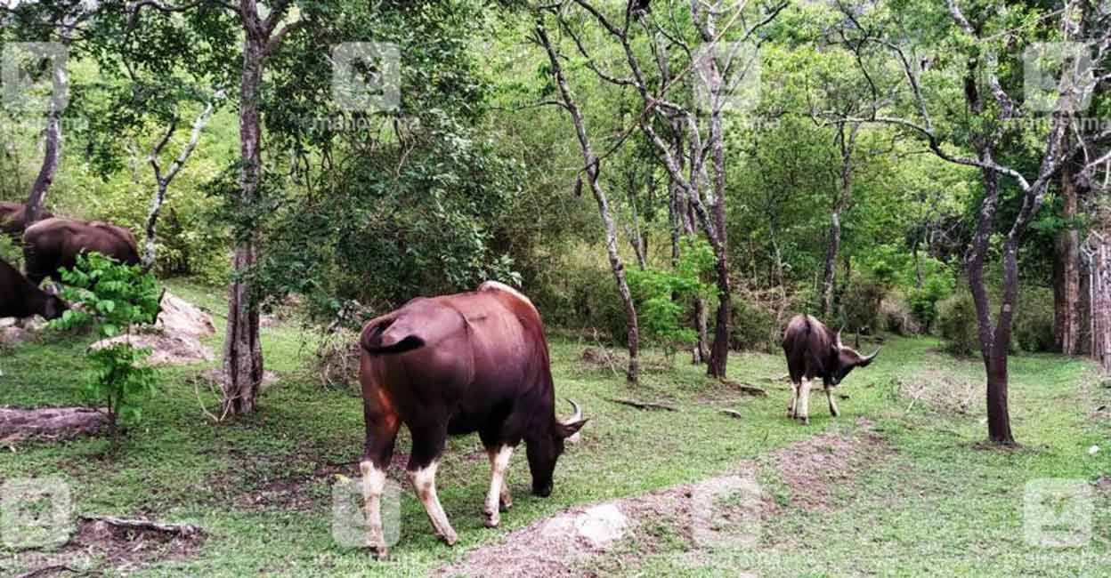 wild-gaur-in-sandal-forest