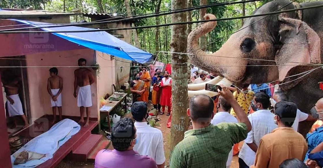 Elephant pays respects Elephant pays respects