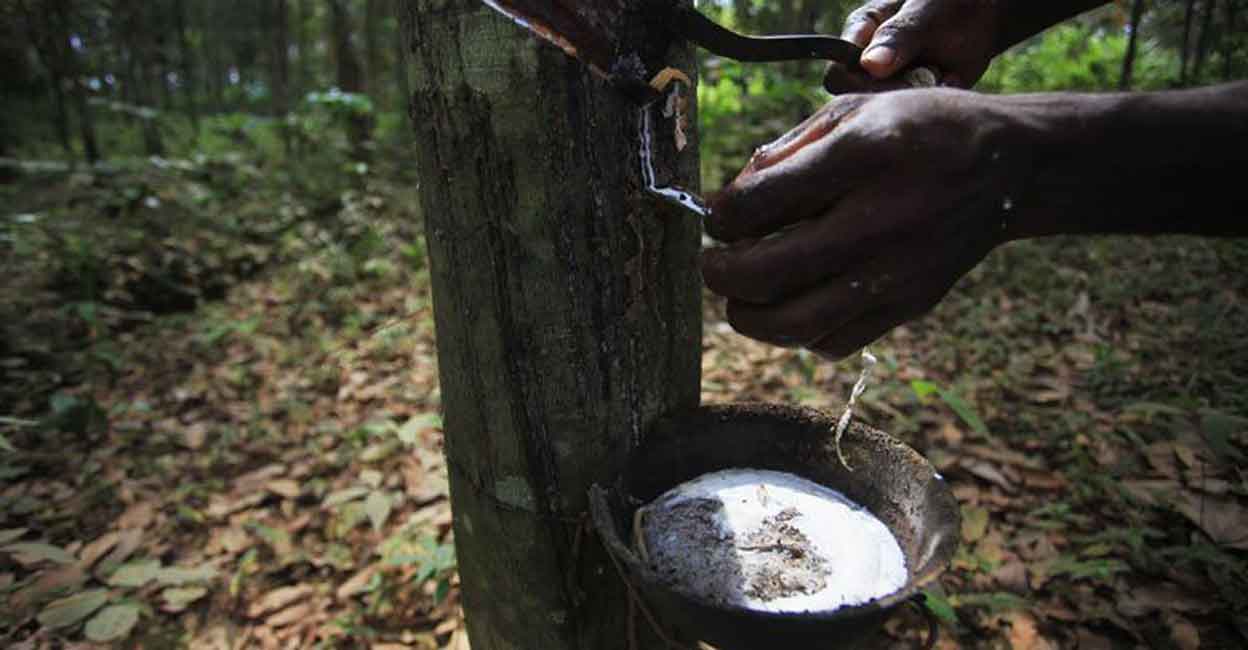 Kottayam rubber store market price