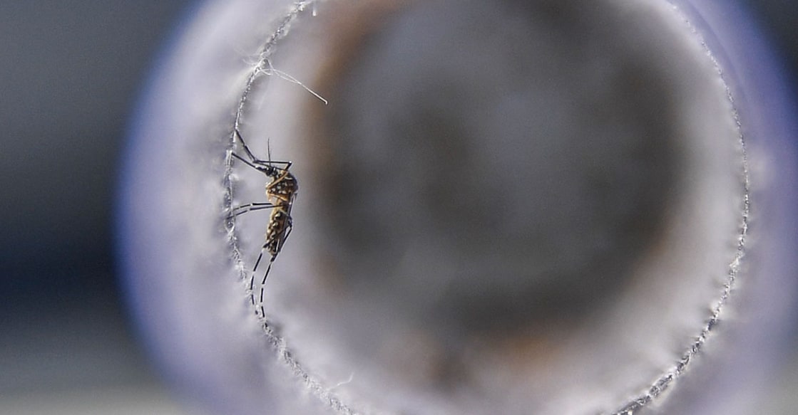Aedes aegypti mosquitoes View of Aedes aegypti mosquitoes infected with a bacteria that prevents them from spreading dengue, Zika and chikungunya, before their release at Ilha do Governador in Rio de Janeiro, Brazil, on August 29, 2017. Photo: Apu Gomes/AFP