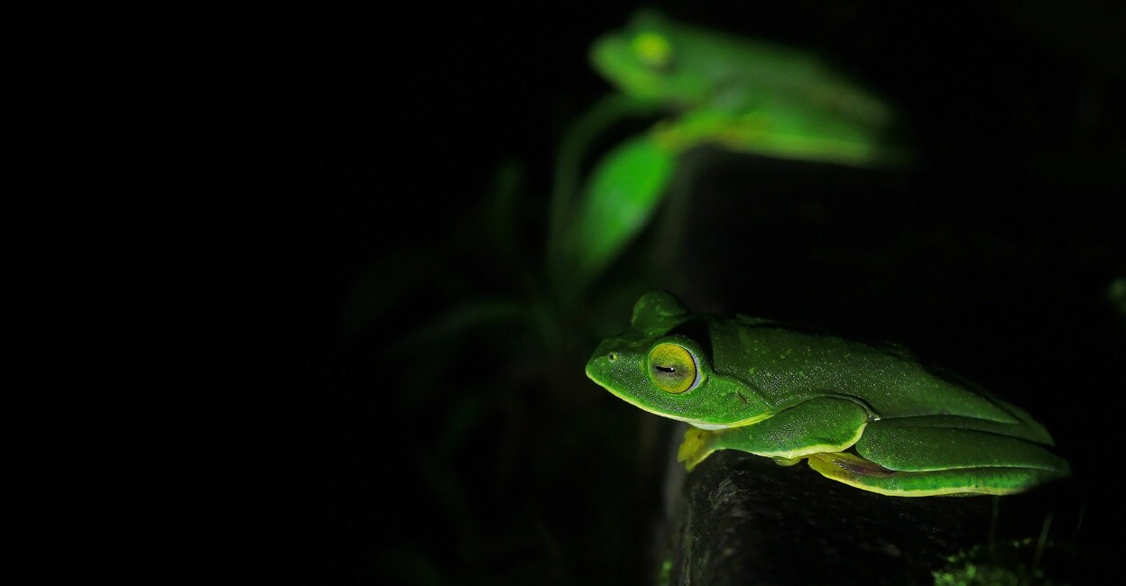 frog-1 frog-1