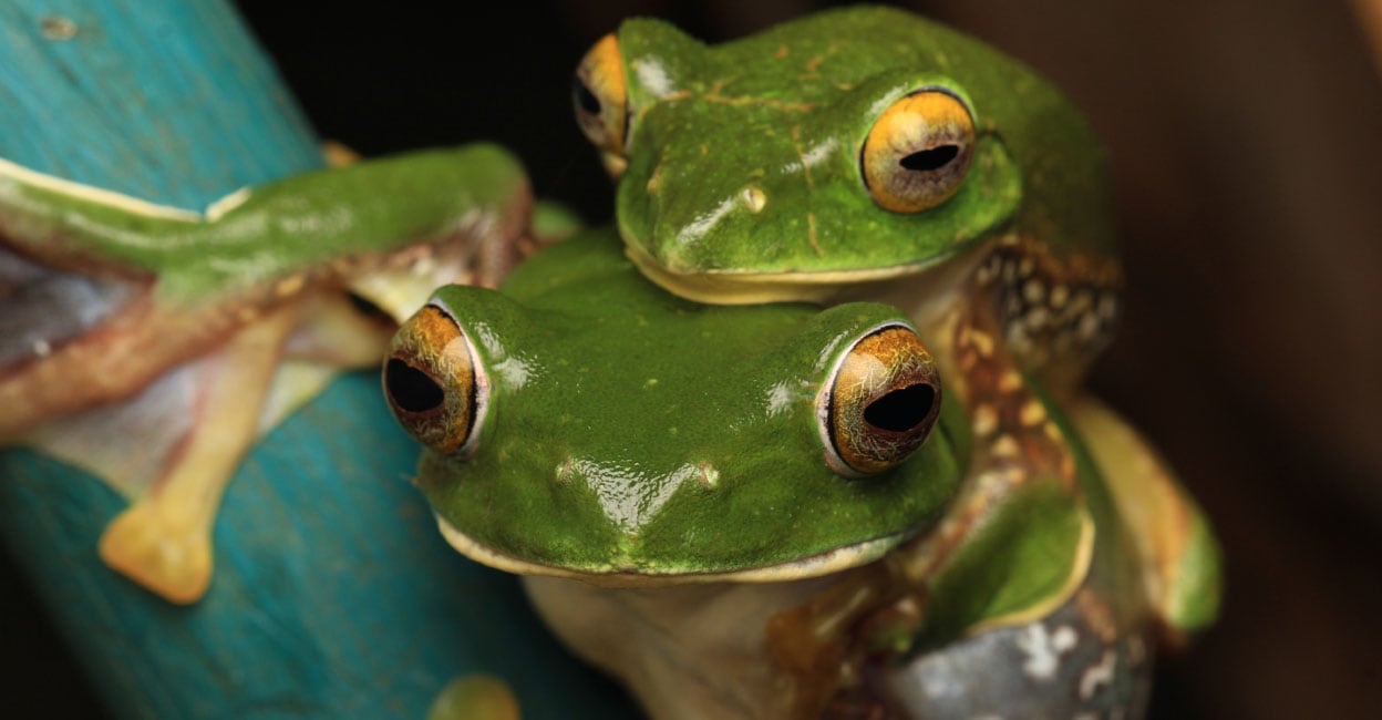 frog-2 frog-2