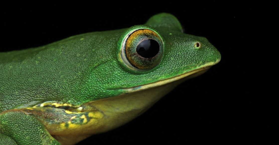 frog-3 Photo: Hadlee Renjith