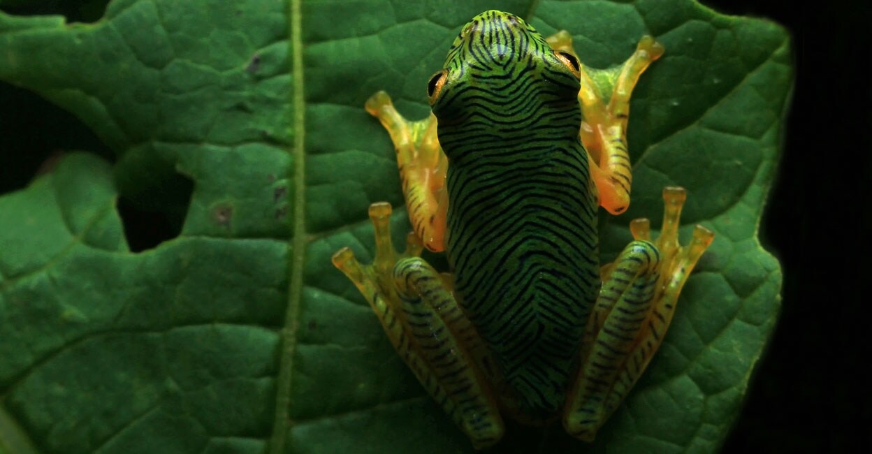 frog-4 frog-4