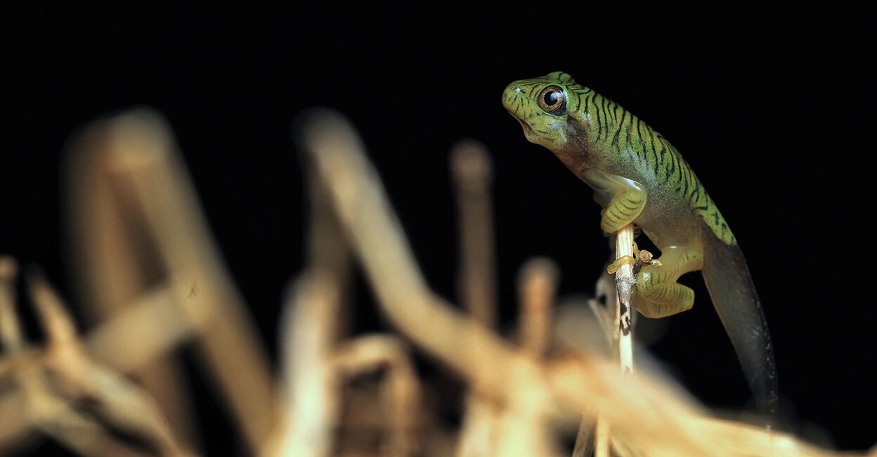 False malaba gliding frog, Rhacophorus pseudomalabaricus False malaba gliding frog, Rhacophorus pseudomalabaricus