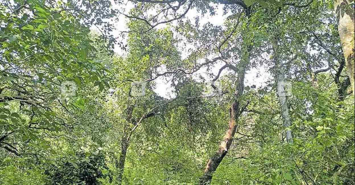 Sandalwood Sandalwood