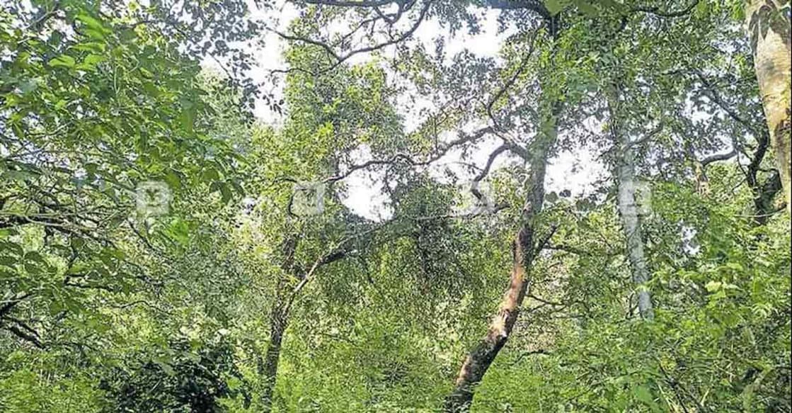 Santalum album or the  Indian sandalwood tree.