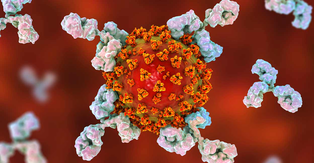 Antibodies attacking SARS-CoV-2 virus, the conceptual 3D illustration for COVID-19 treatment, diagnosis and prevention. Photo: Av Kateryna Kon/Shutterstock